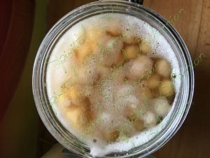 Fermenting Chickpeas